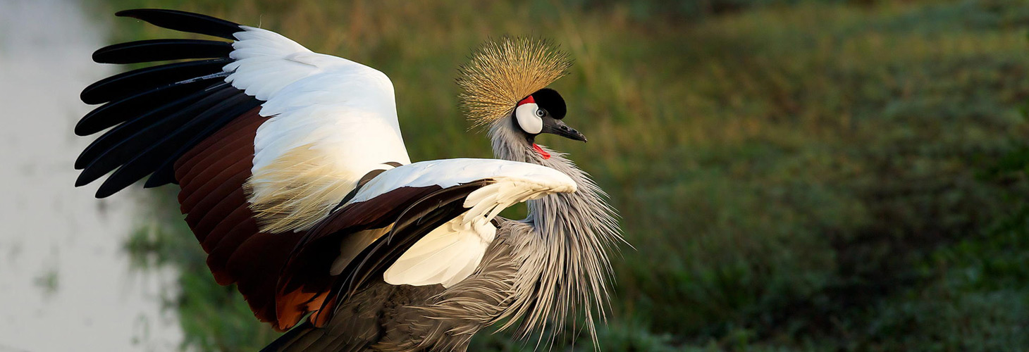عنوان محتوای سفارشی
